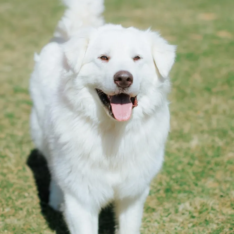 Prince The Pyr