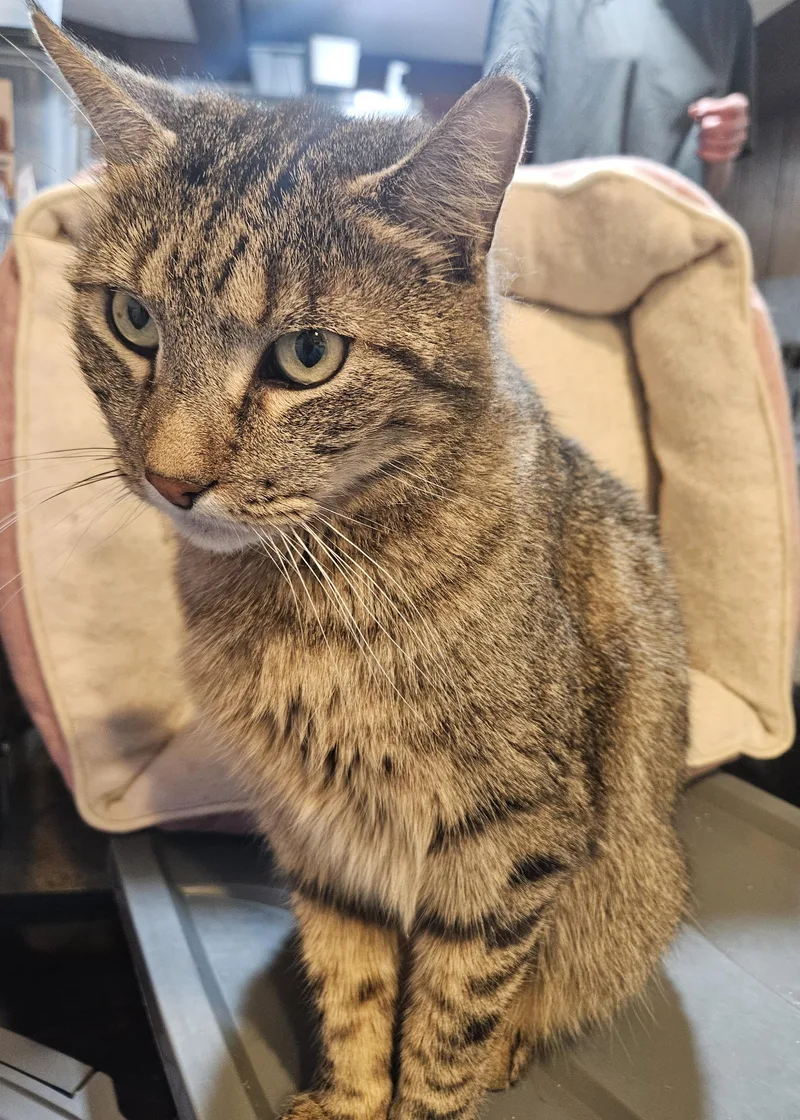 Pierre A.c.  The thumbnail 2