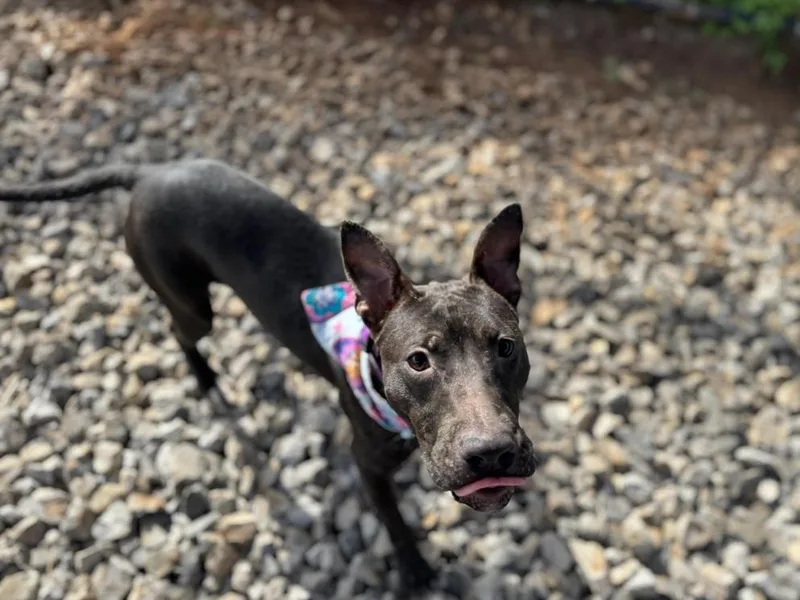 Charolette thumbnail 2