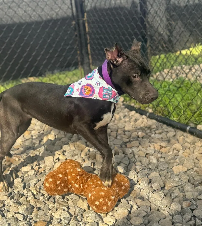 Charolette thumbnail 3