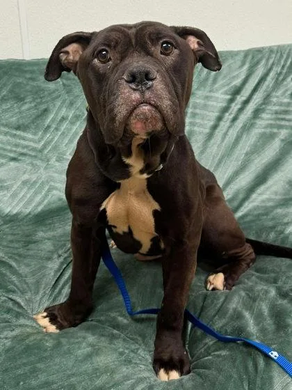 Prince Pappy thumbnail 2