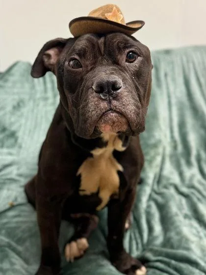 Prince Pappy thumbnail 3