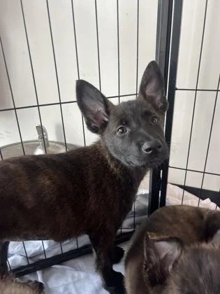 Meatball thumbnail 2