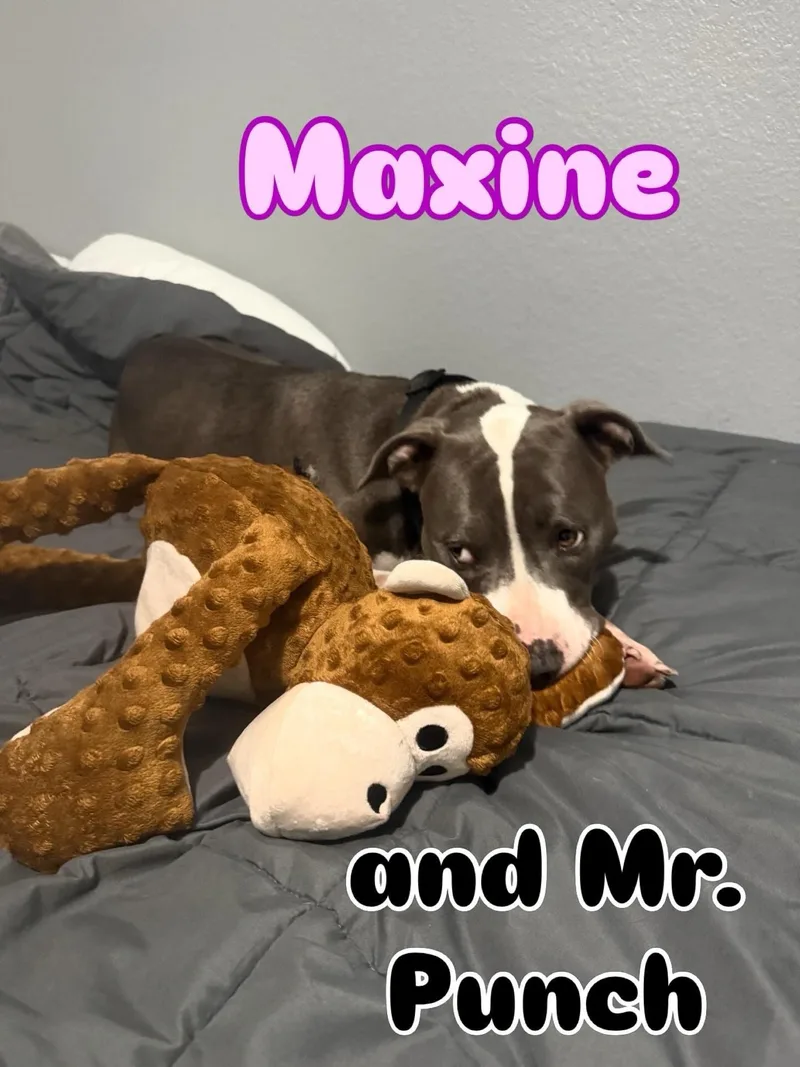 Maxine thumbnail 2