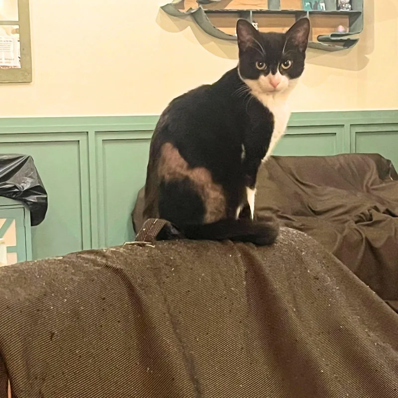 Binomial thumbnail 2