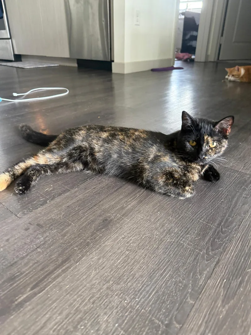 Binx And Baxter thumbnail 2