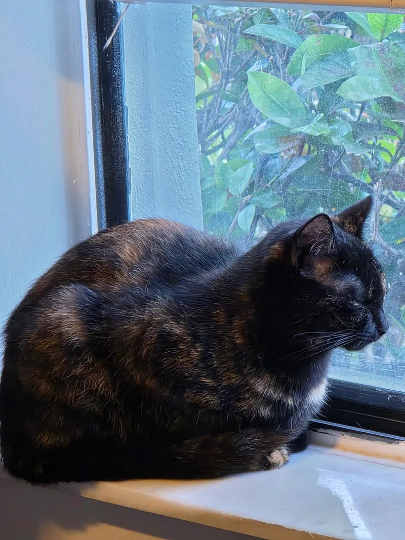 Binx And Baxter thumbnail 3