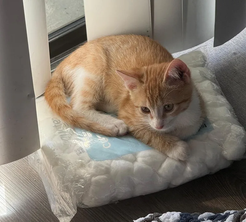 Binx And Baxter thumbnail 4