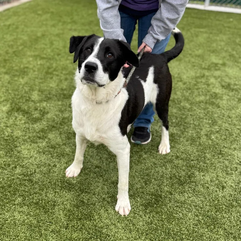 Sir Coolio thumbnail 2