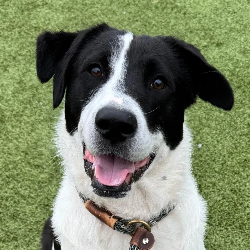 Sir Coolio thumbnail 3