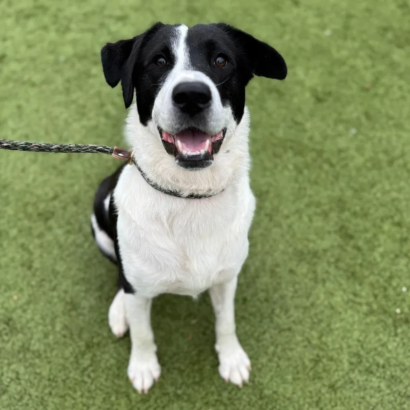 Sir Coolio thumbnail 4