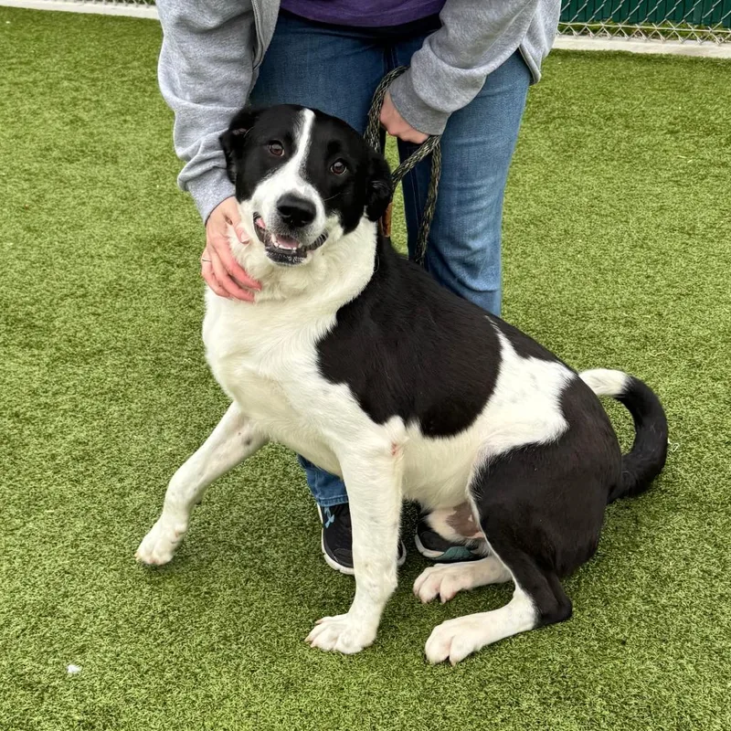 Sir Coolio thumbnail 5