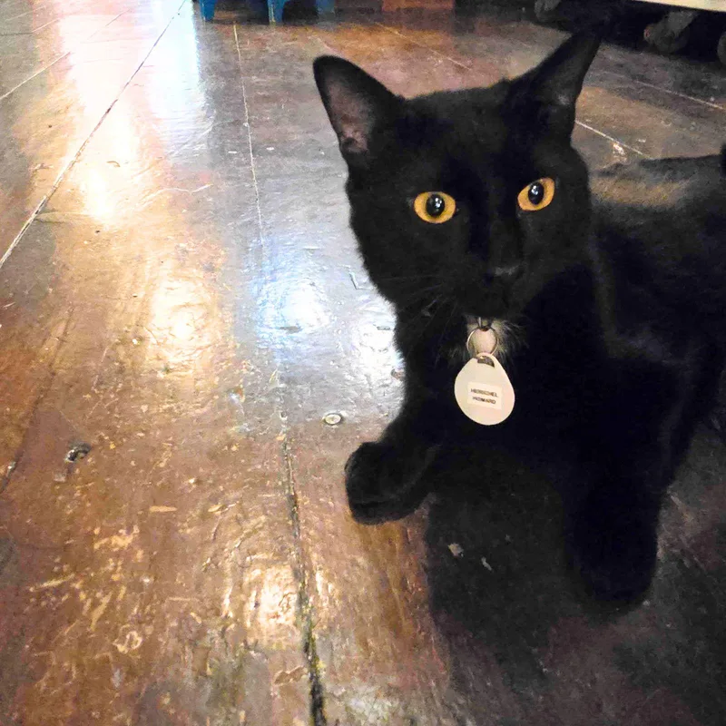 Herschel thumbnail 2