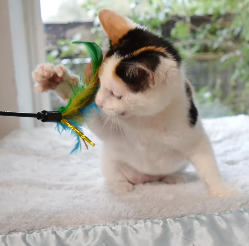 Snickers thumbnail 2