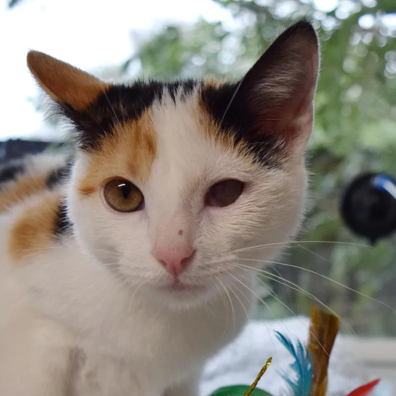 Snickers thumbnail 3