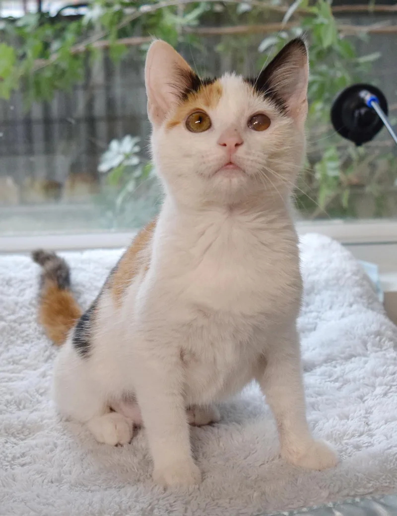 Snickers thumbnail 4