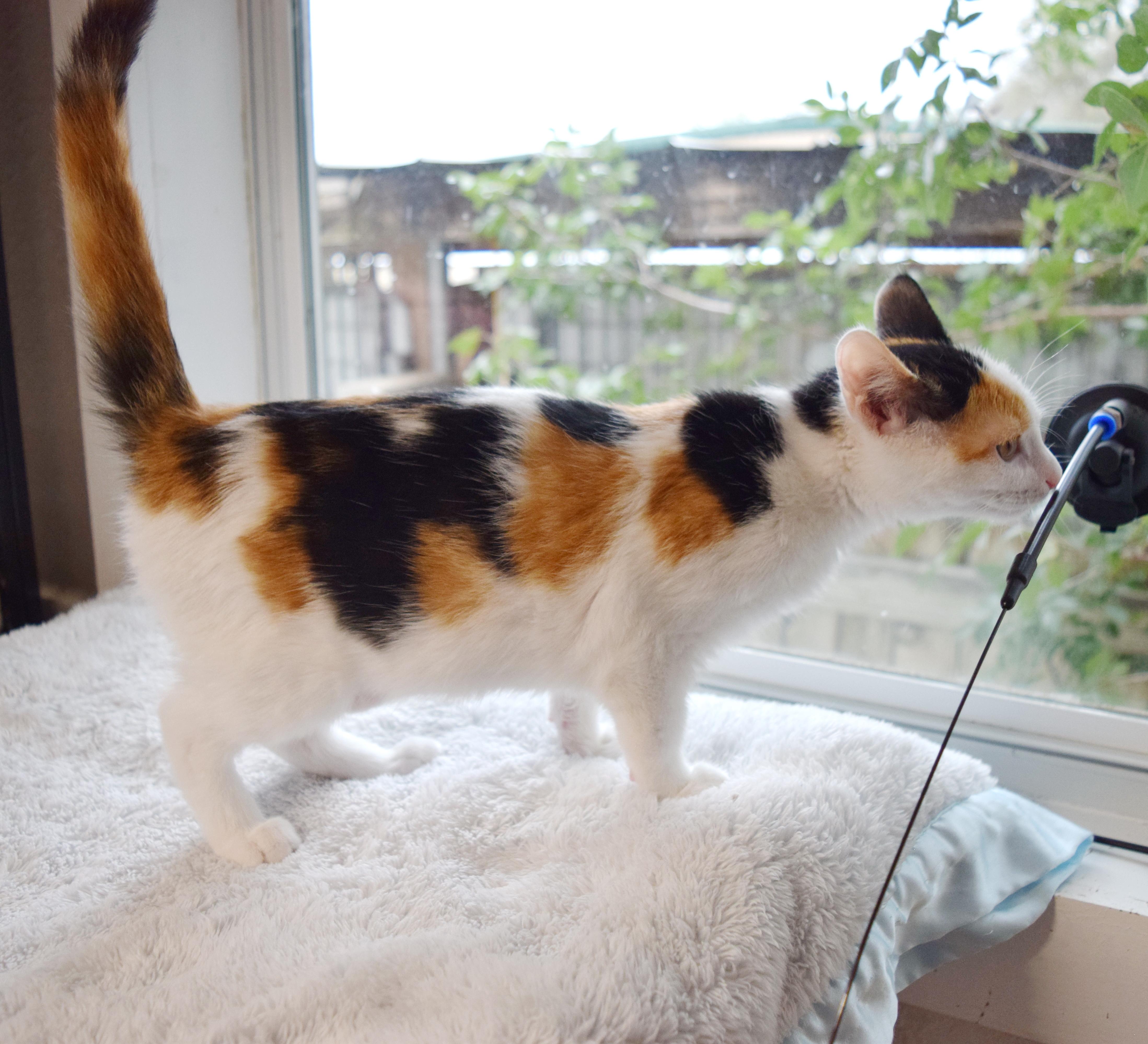 Snickers thumbnail 5