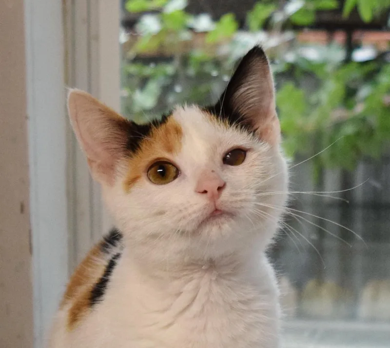 Snickers thumbnail 6