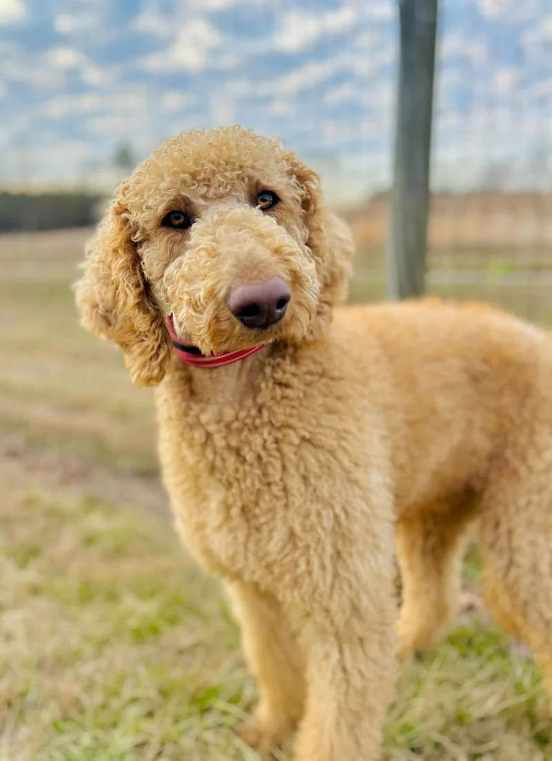 Finley Of Earl Jan thumbnail 2