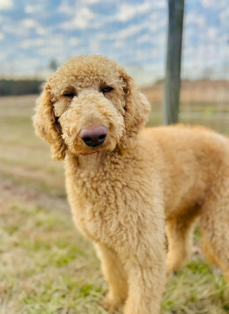 Finley Of Earl Jan thumbnail 3