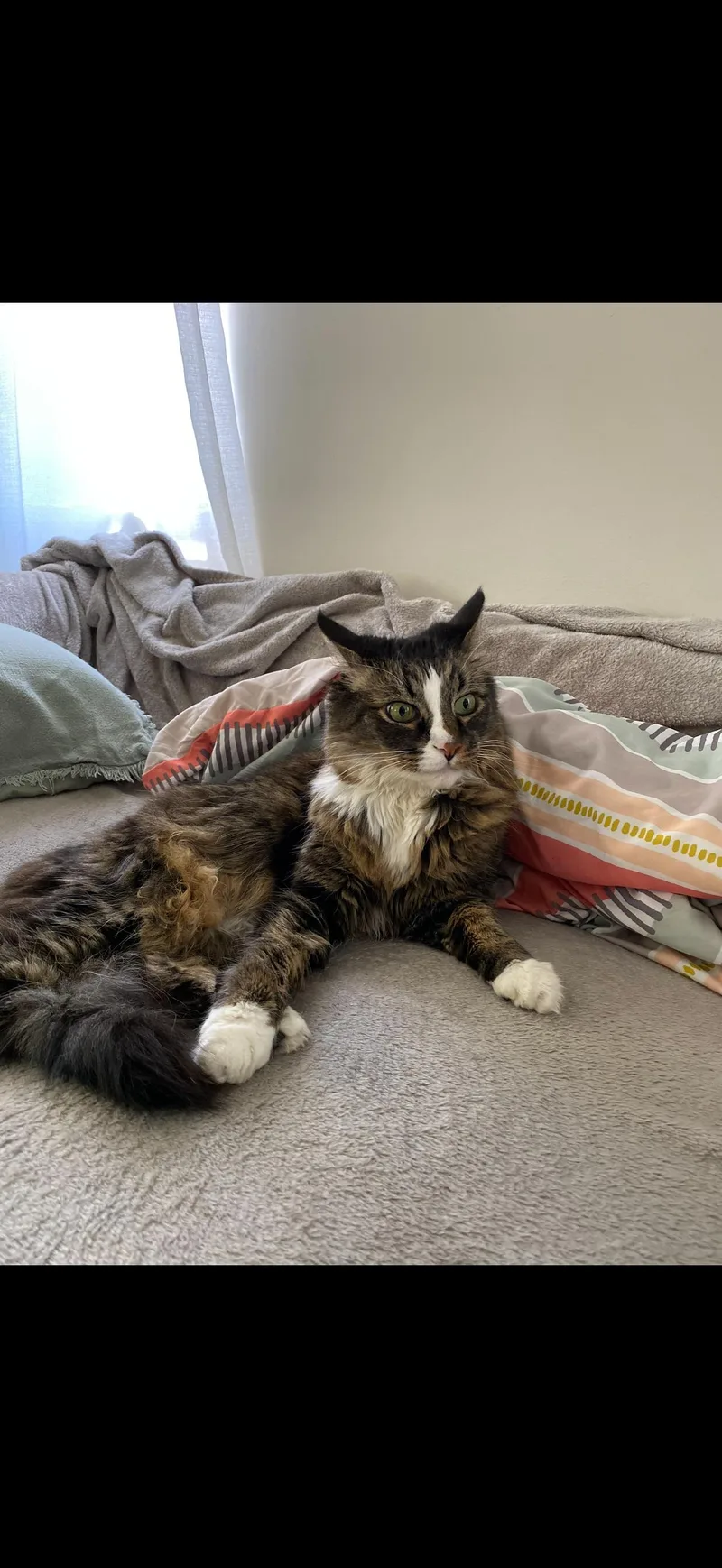 Mochi!! Urgent! thumbnail 3