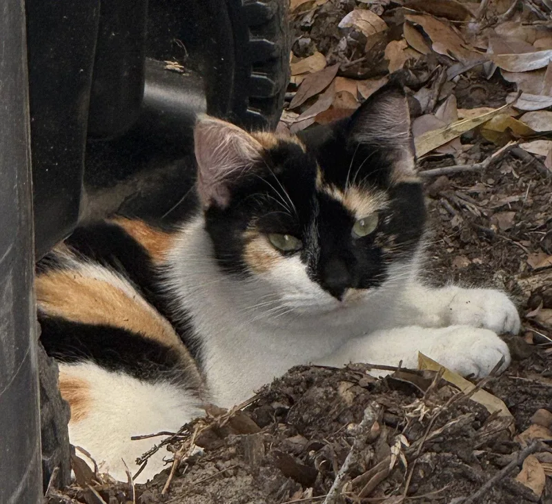 French Toast .. thumbnail 2