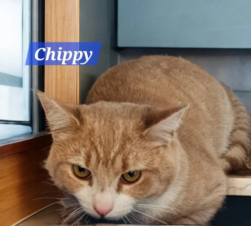 Chippy thumbnail 2