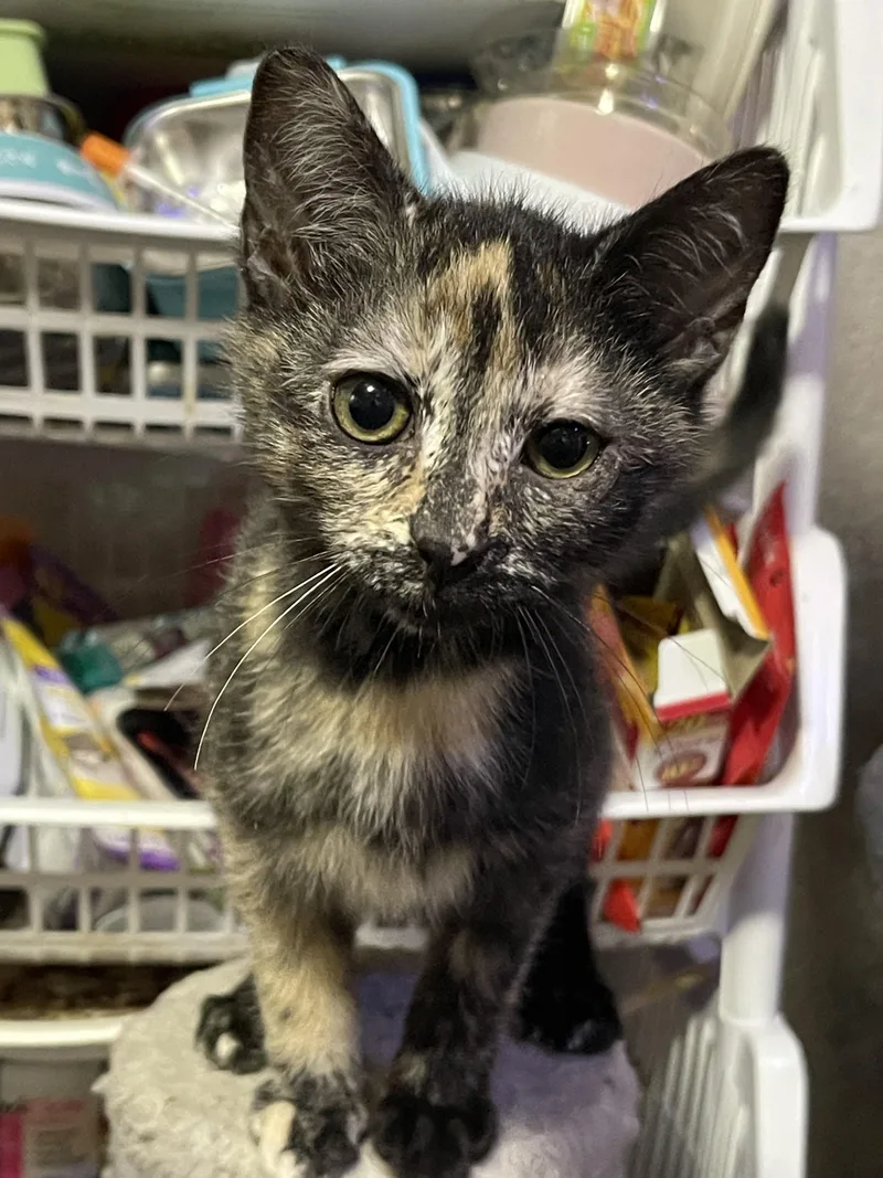 Figgy Pudding thumbnail 2