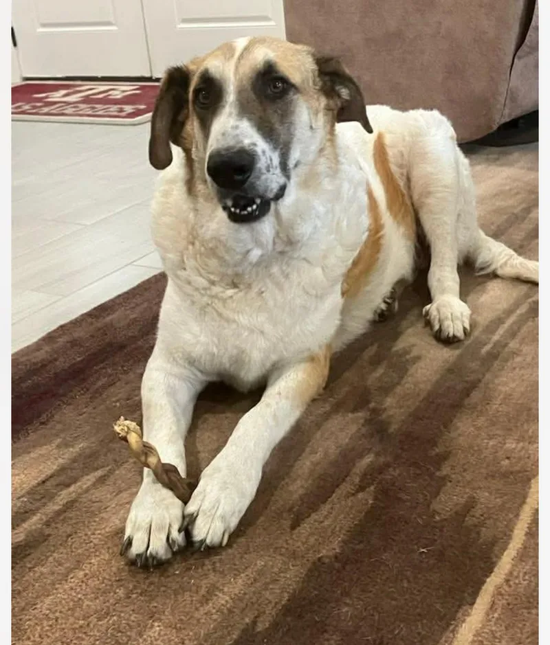 Houston Cs thumbnail 3