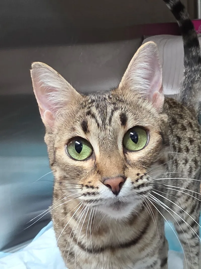 Beyoncé thumbnail 2