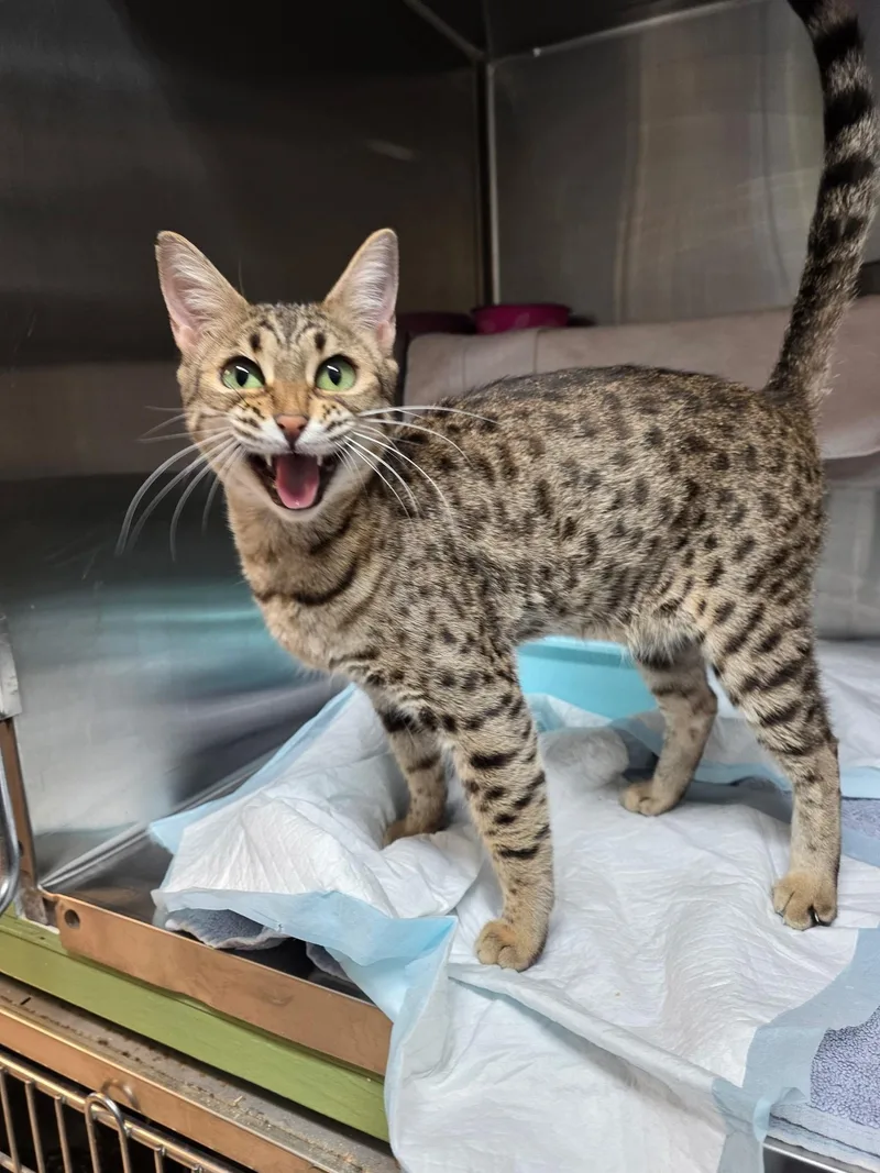 Beyoncé thumbnail 3