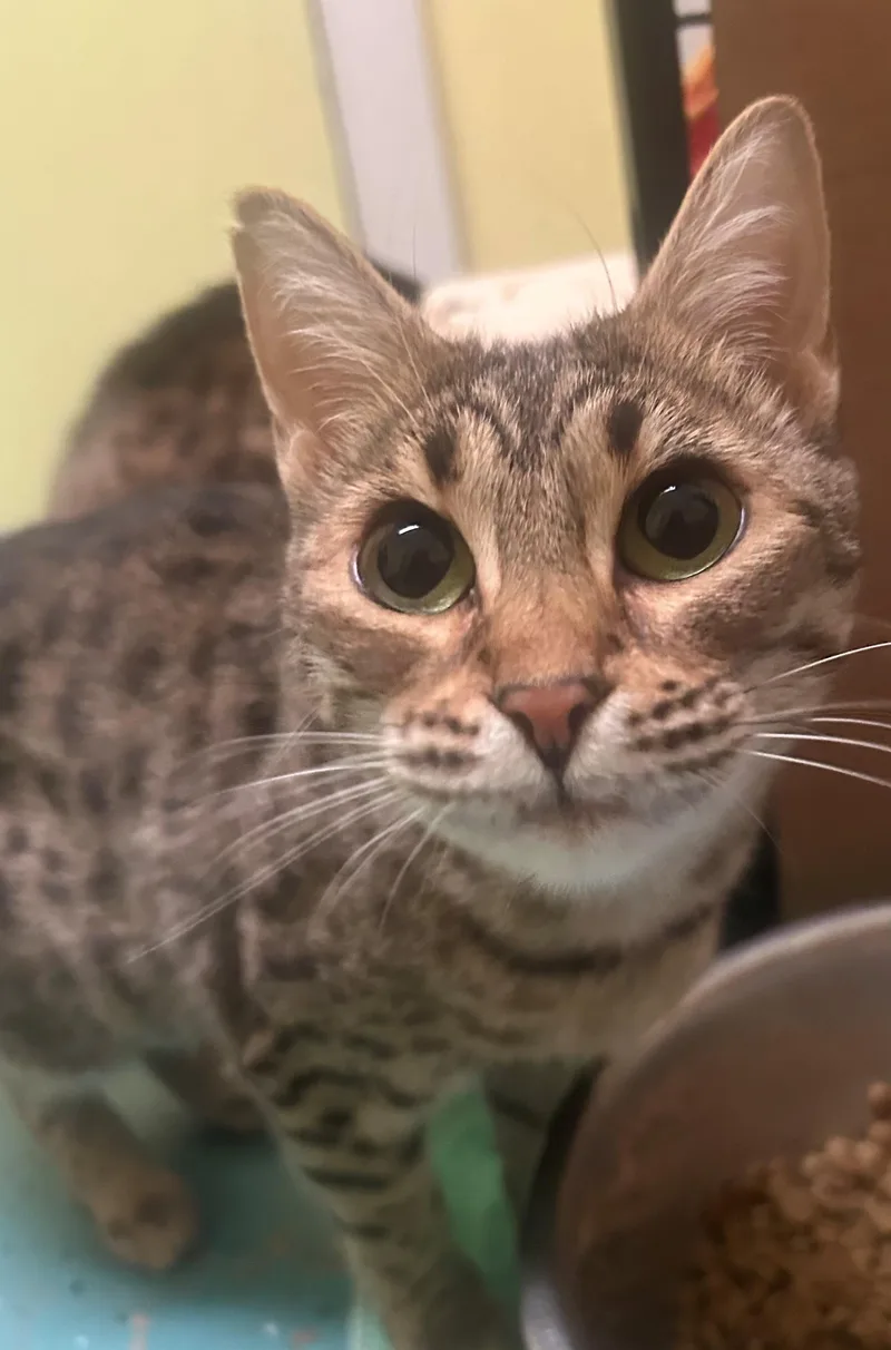 Beyoncé thumbnail 4