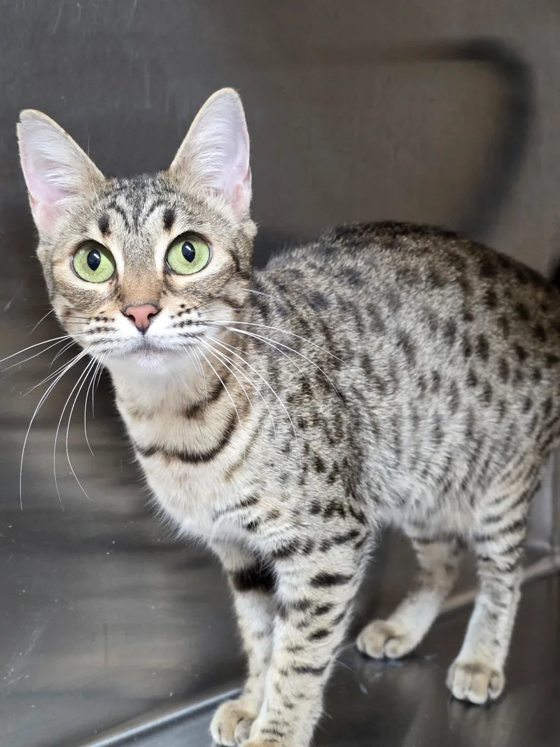 Beyoncé thumbnail 5