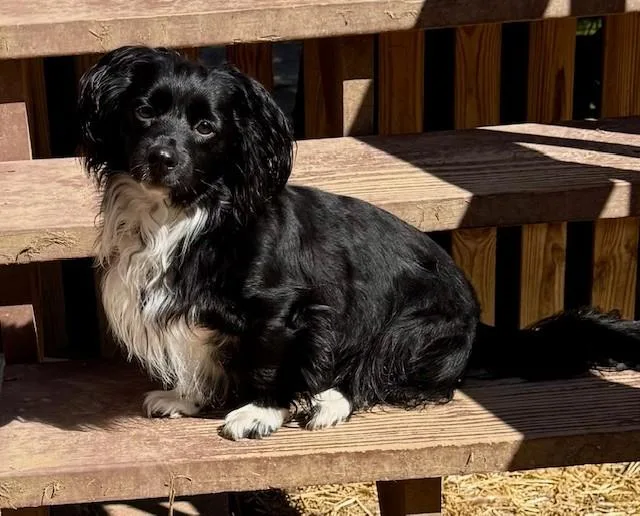 Maximo & Luna Kiss thumbnail 2