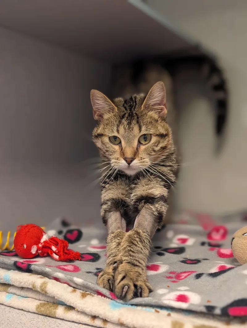 Tiger Lily @ Petsmart thumbnail 2