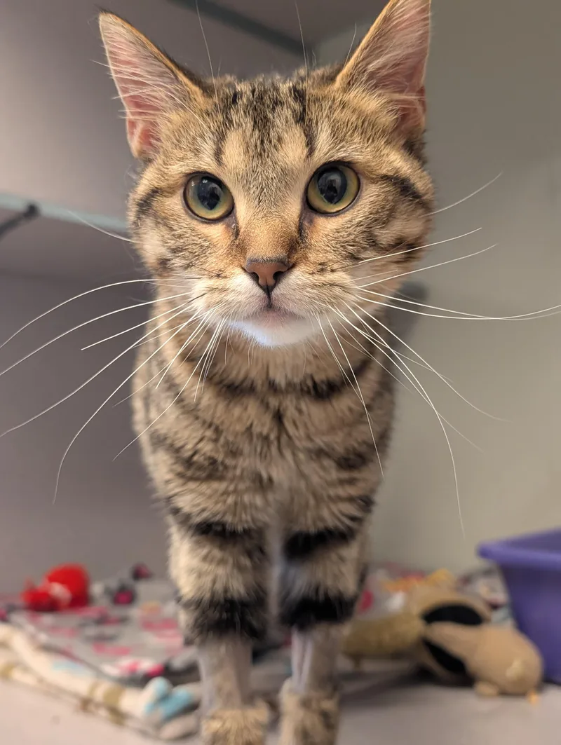 Tiger Lily @ Petsmart thumbnail 3