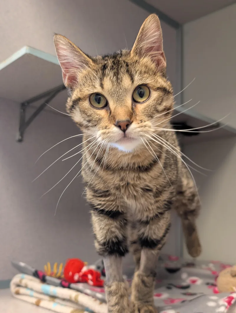 Tiger Lily @ Petsmart