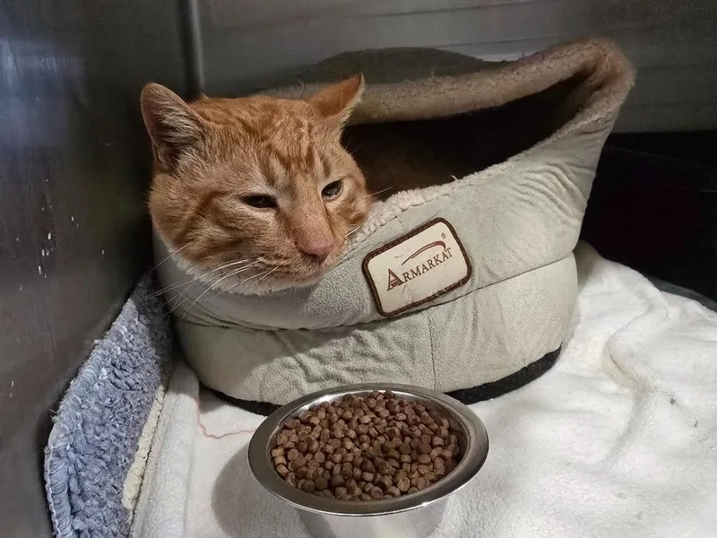 Cheddar Bob thumbnail 2