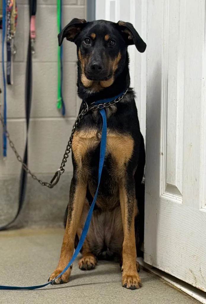 Seahorsecharlie thumbnail 2