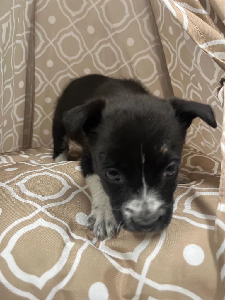 Pollie Strawberry thumbnail 2