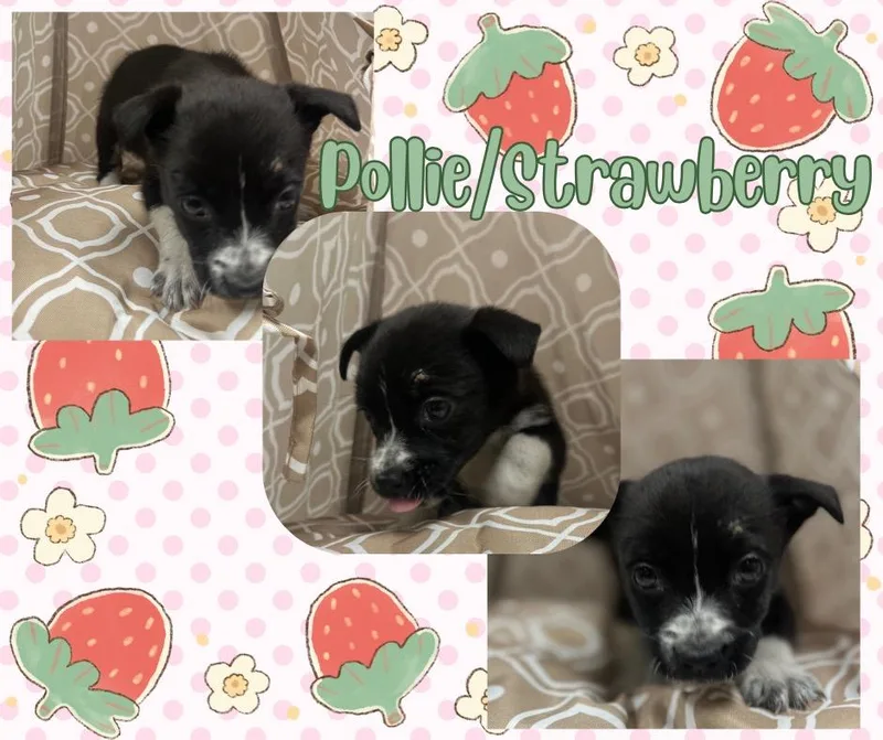 Pollie Strawberry thumbnail 3