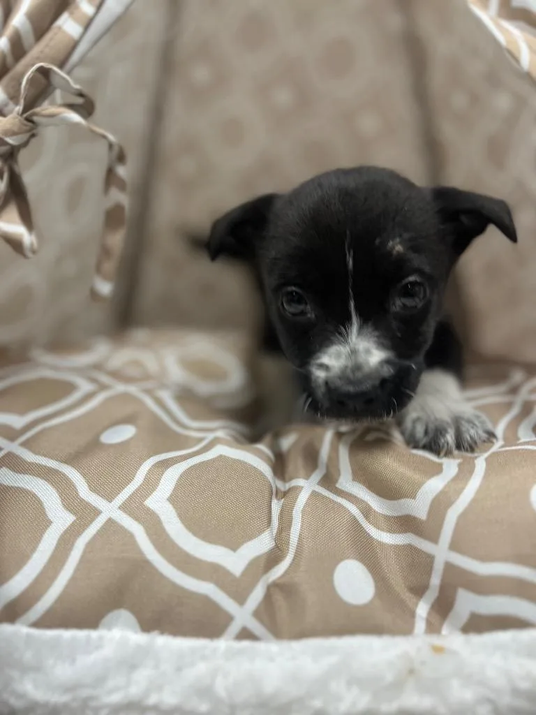 Pollie Strawberry thumbnail 4