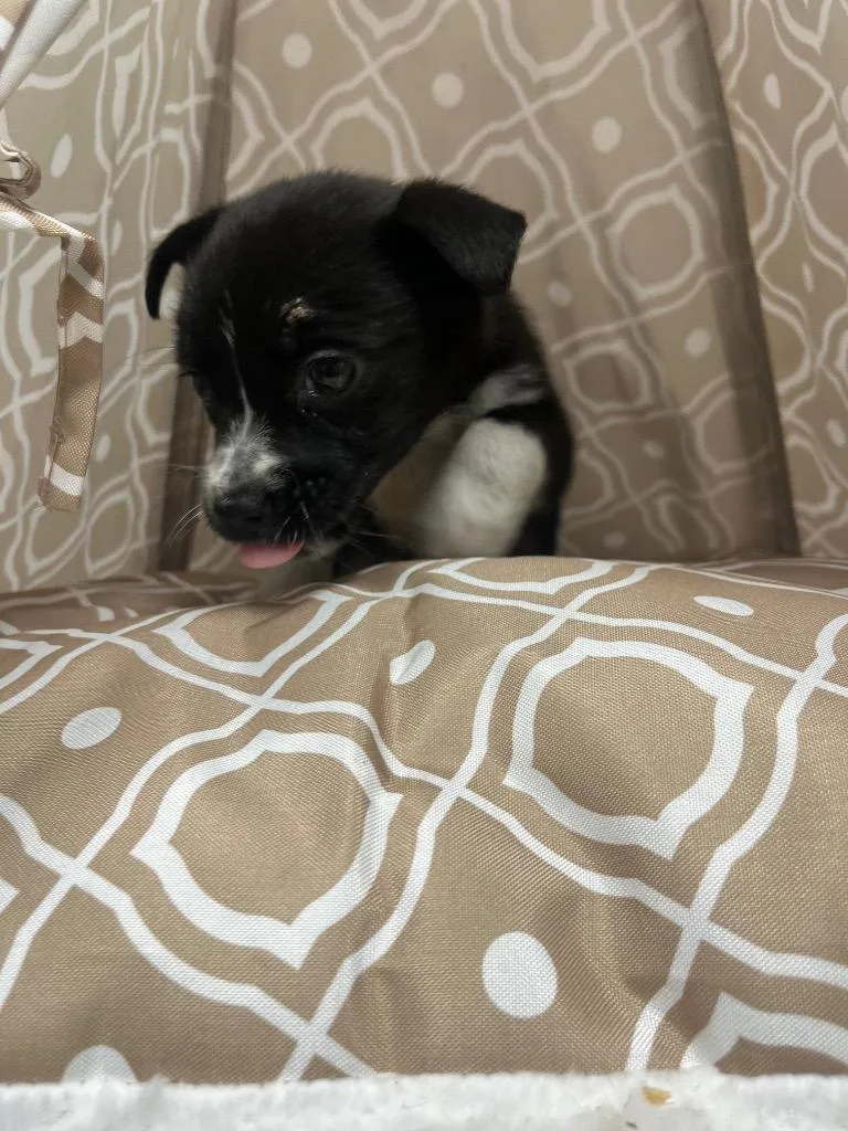 Pollie Strawberry thumbnail 6