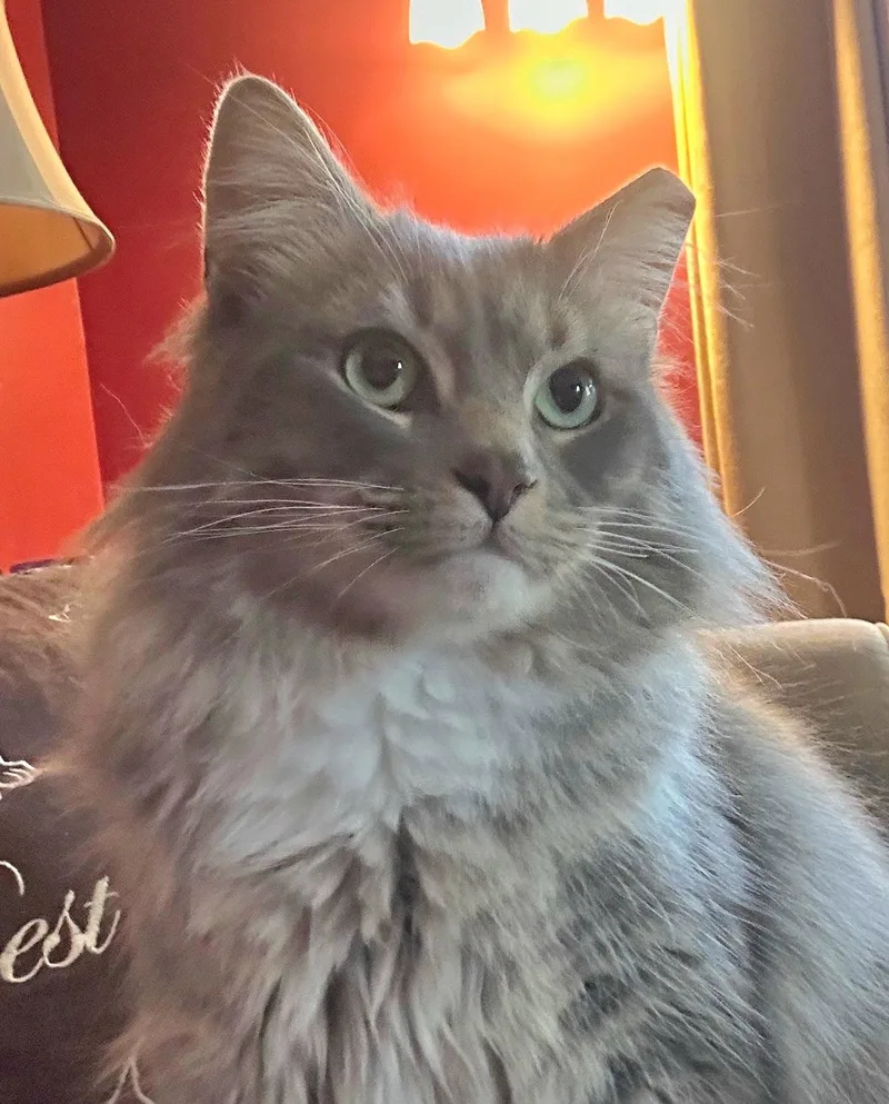 Bojangles thumbnail 2