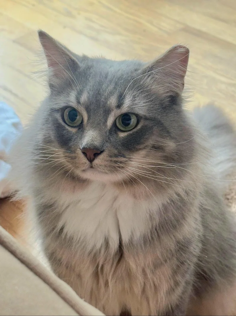 Bojangles thumbnail 3