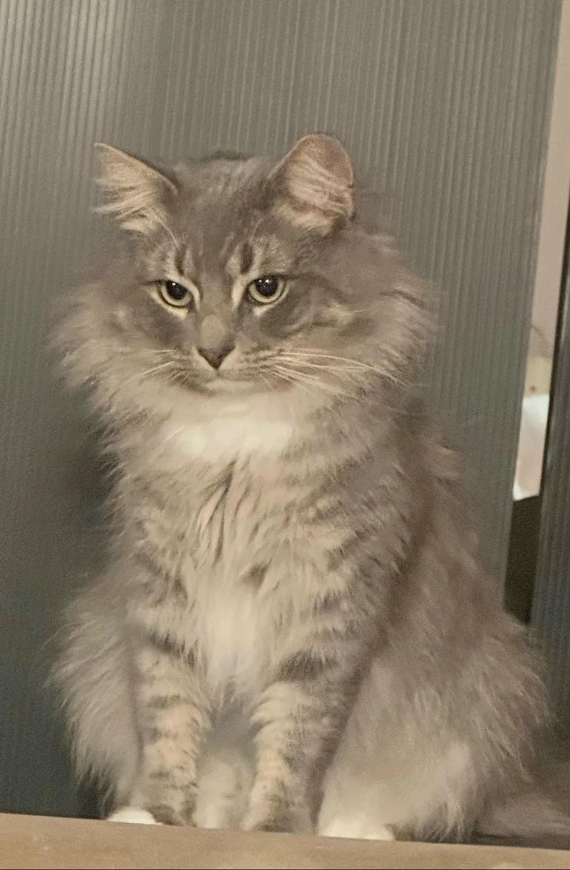 Bojangles thumbnail 4