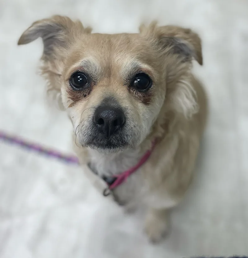 Daisy Mae thumbnail 4