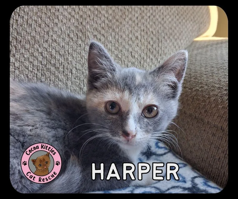 Harper