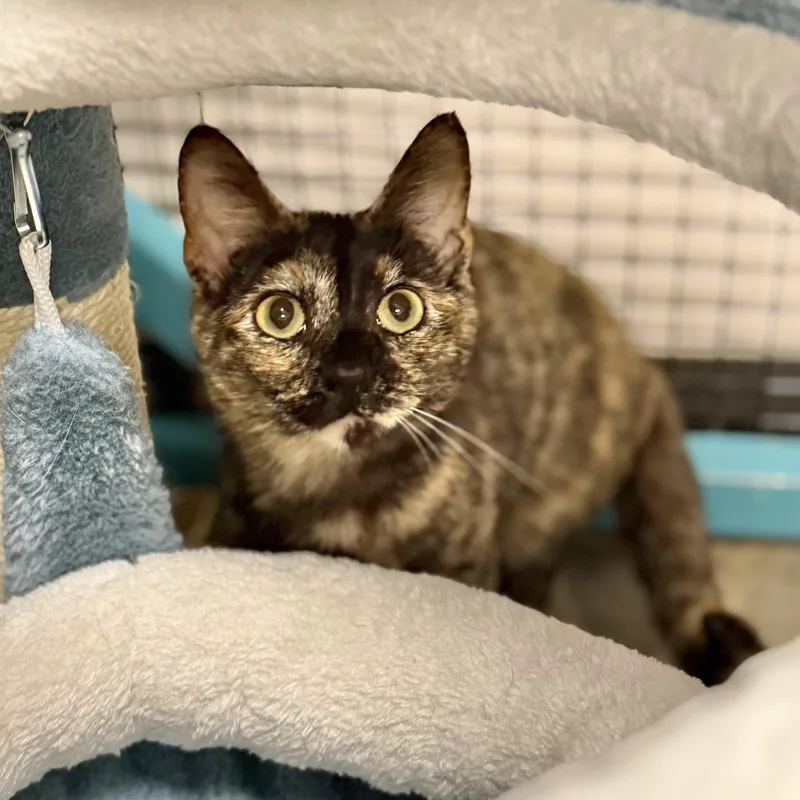 Truffles thumbnail 2