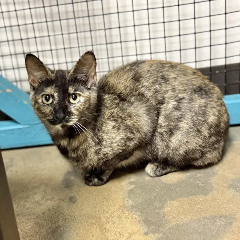 Truffles thumbnail 3